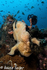 Yellow forgfish at the reef of pintuyan by Beate Seiler 